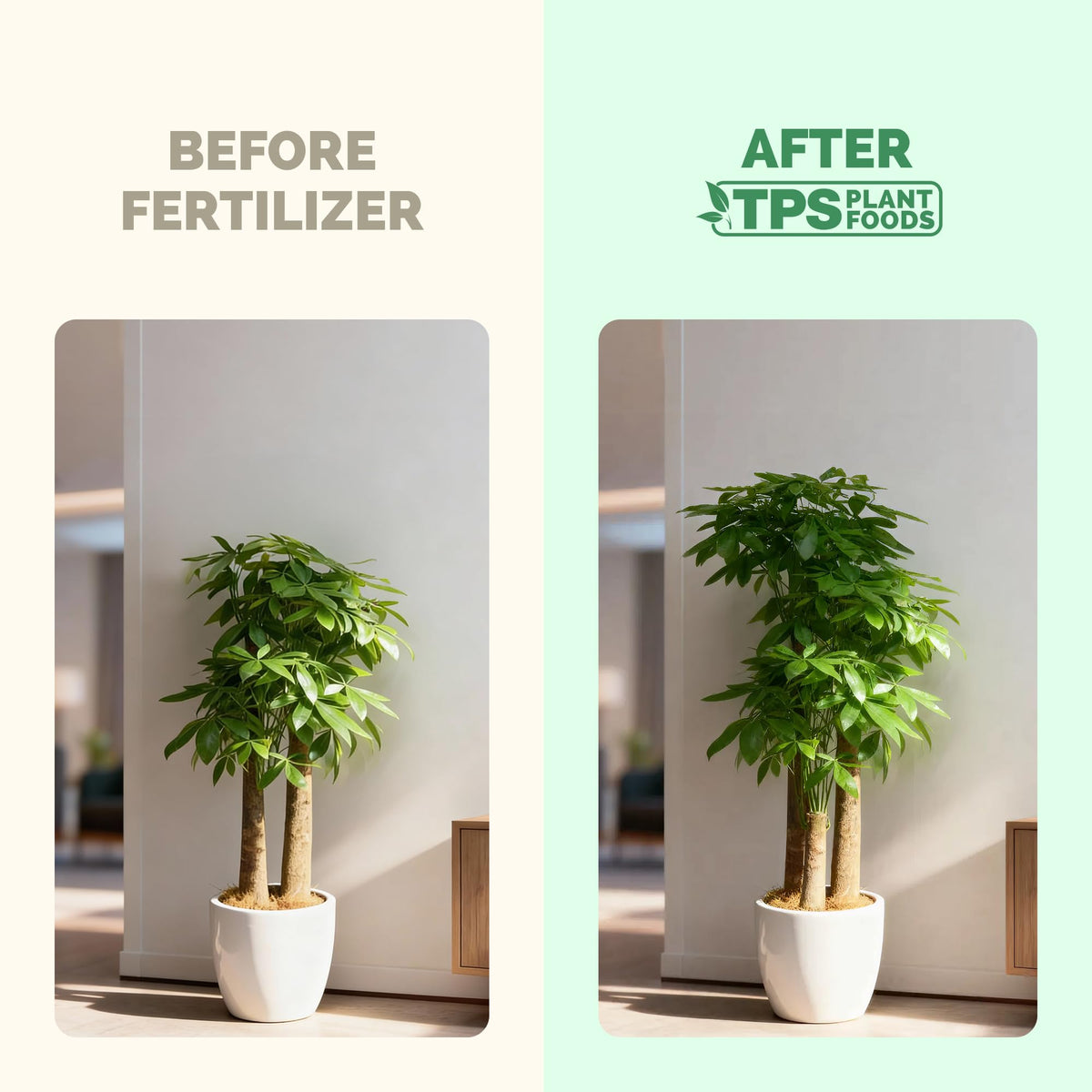 TPS NUTRIENTS Money Tree Fertilizer roots close-up highlights healthy roots