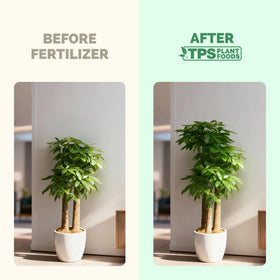 TPS NUTRIENTS Money Tree Fertilizer roots close-up highlights healthy roots