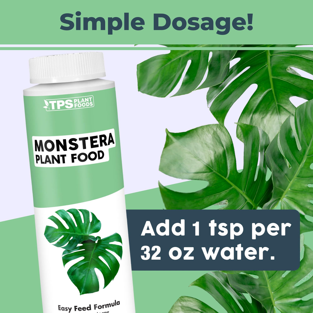 Close-up of Monstera leaves benefiting from balanced nutrition and vibrant growth