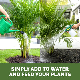 Indoor potted palm benefiting from TPS NUTRIENTS feeding routine