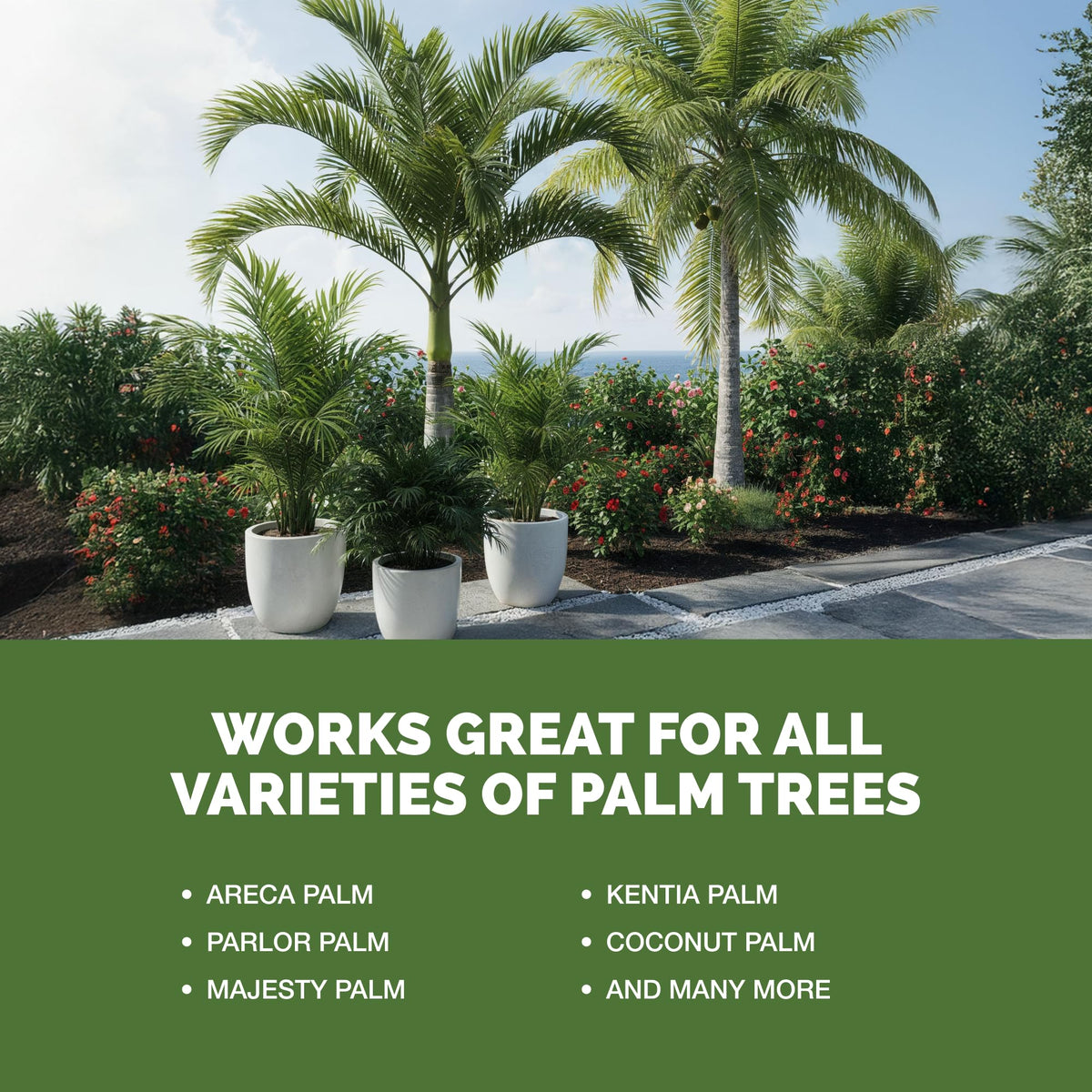 Majesty palm health improved with TPS NUTRIENTS nutrients