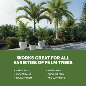 Majesty palm health improved with TPS NUTRIENTS nutrients