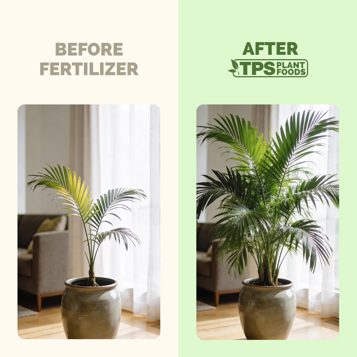Strong roots supported with TPS NUTRIENTS palm fertilizer during container growth