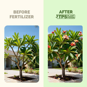 TPS NUTRIENTS Plumeria Fertilizer close-up shows vibrant blossoms with rich color