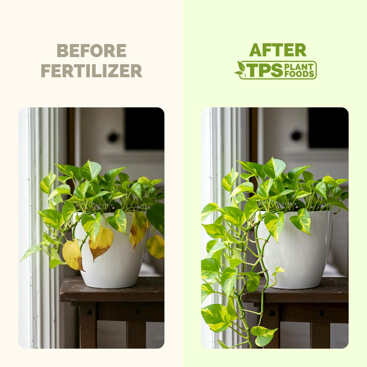 TPS NUTRIENTS pothos fertilizer dosing shot enables precise feeding