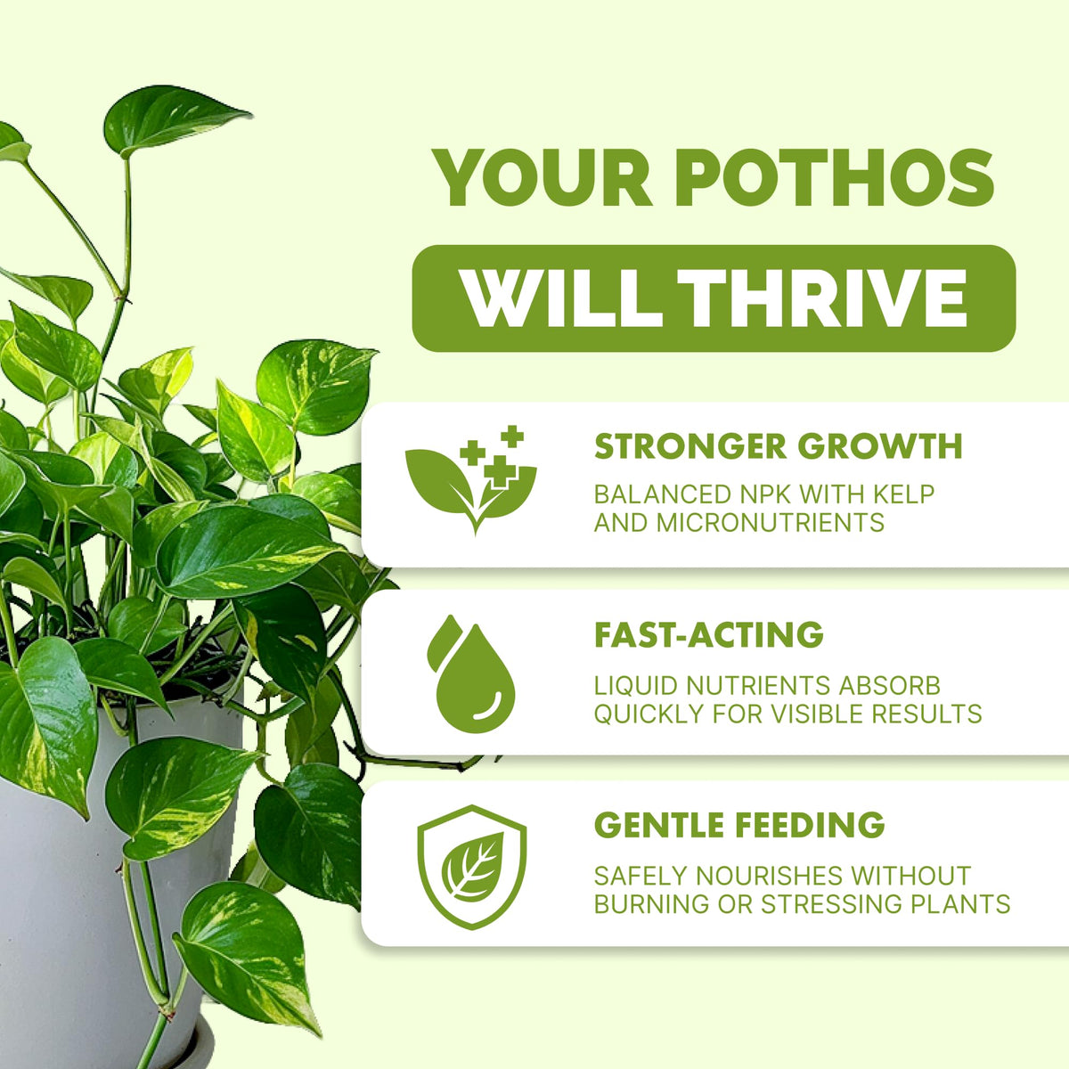 TPS NUTRIENTS pothos fertilizer leaves closeup highlights vibrant, healthy foliage