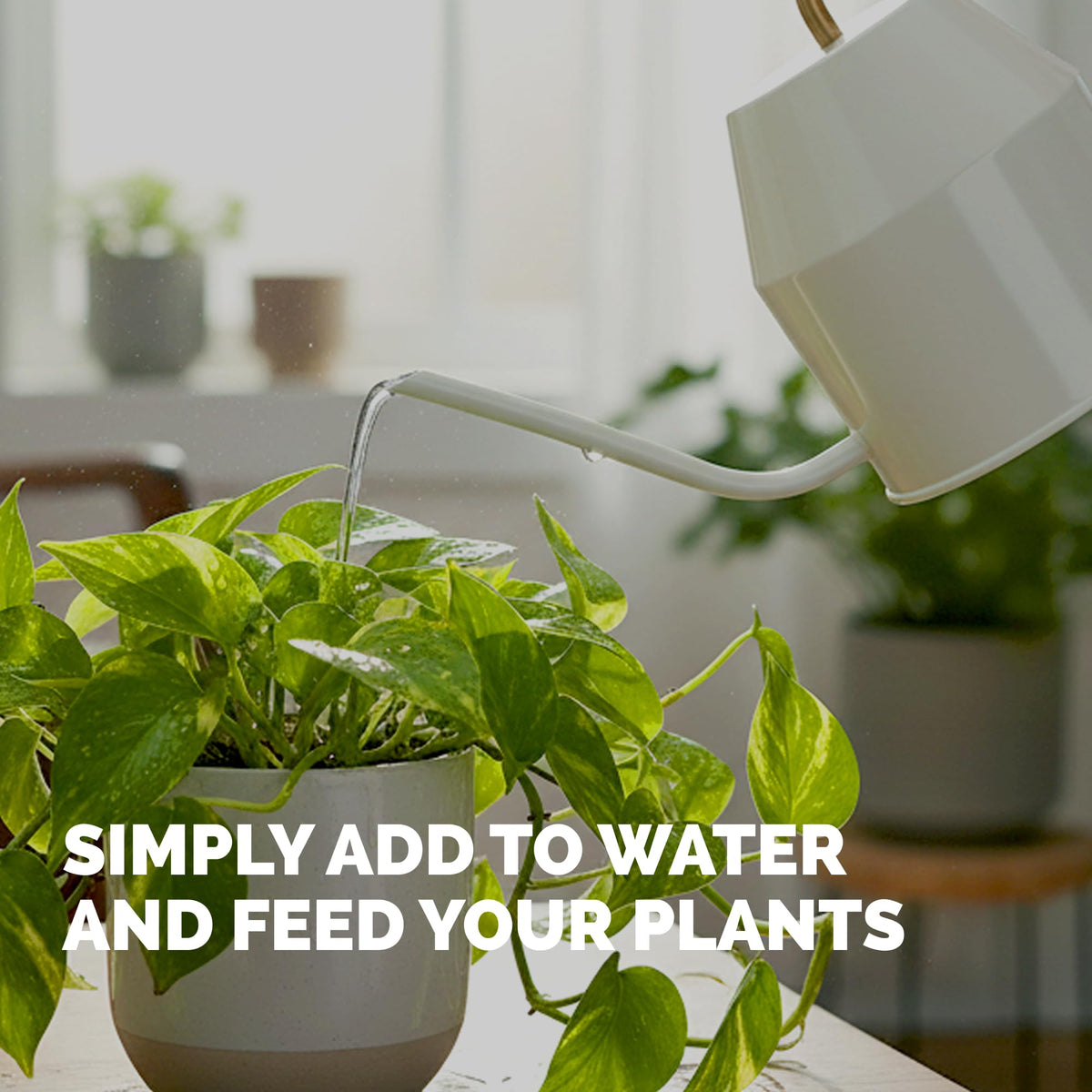 TPS NUTRIENTS pothos fertilizer near roots promotes steady indoor growth