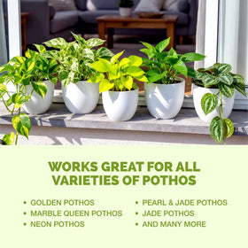 TPS NUTRIENTS pothos fertilizer USA-made formula for reliable results