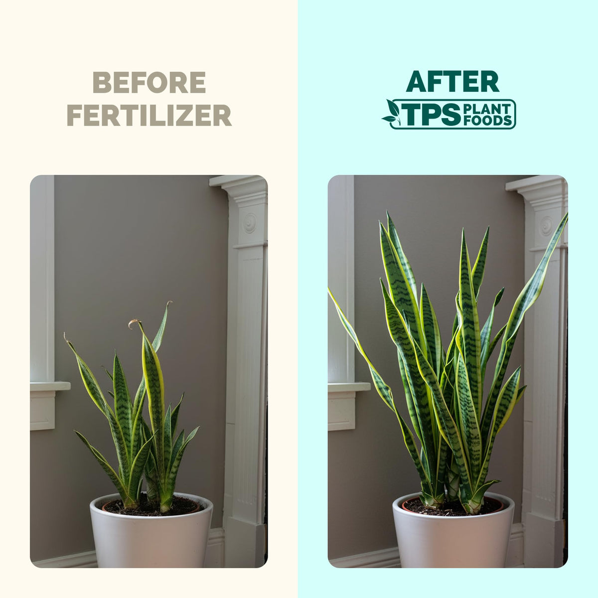 TPS NUTRIENTS Snake Plant Fertilizer bottle pour demonstrates easy feeding routine.