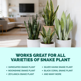 TPS NUTRIENTS Snake Plant Fertilizer supports upright growth.