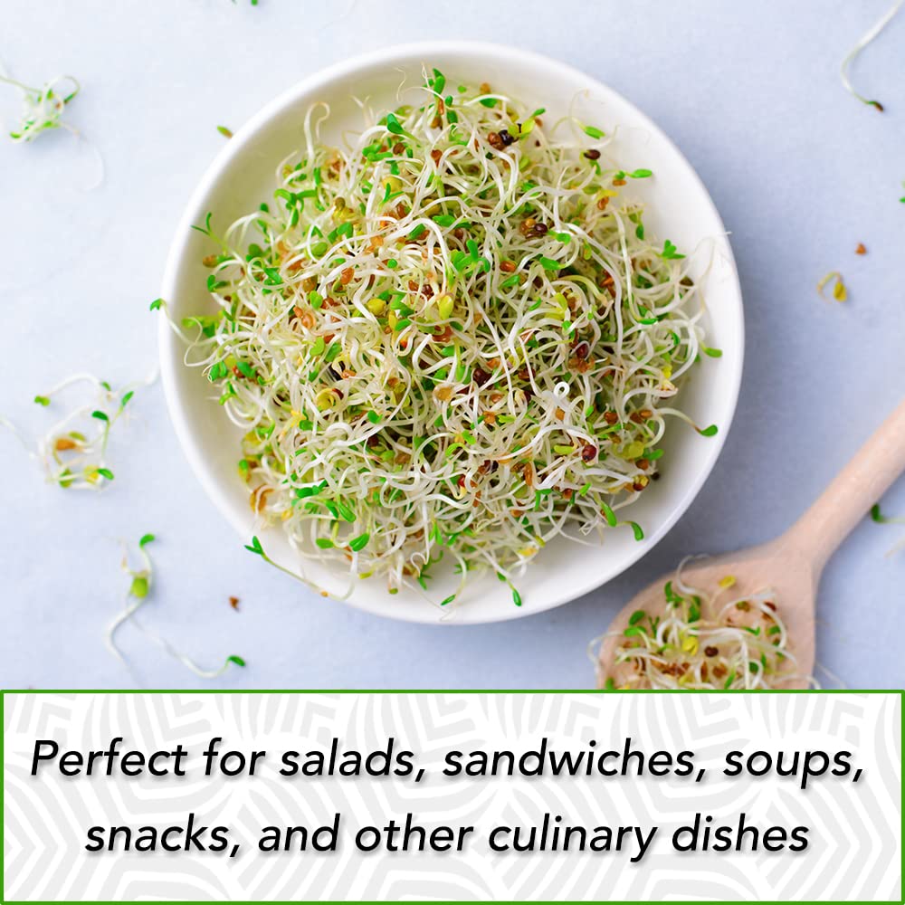 TradeKing alfalfa sprouts on countertop in a microgreen tray for snacks.