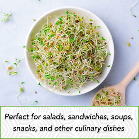 TradeKing alfalfa sprouts on countertop in a microgreen tray for snacks.