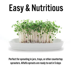 TradeKing non-GMO alfalfa seeds ready for salad-ready microgreens.