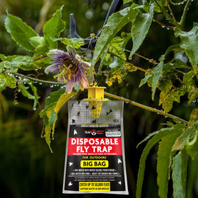 TRAP A PEST outdoor party flies are kept at bay.