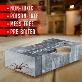 TRAP A PEST spider traps inside glue trap closeup highlights ultra-sticky surface for rapid adhesion