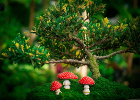 Tree Poetry mushroom decor complements terrariums, pots, and micro landscapes.