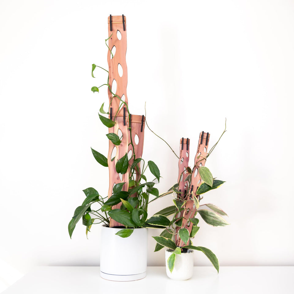 Treleaf Zella base unit provides a stable start for climbing plants.