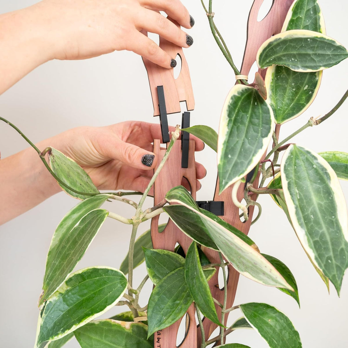 Zella extension parts show adjustable height for climbing vines