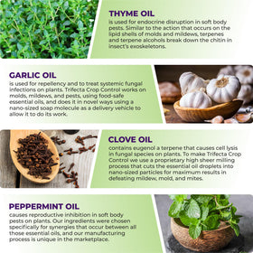 Close-up of powdery mildew symptoms and treatment with Trifecta