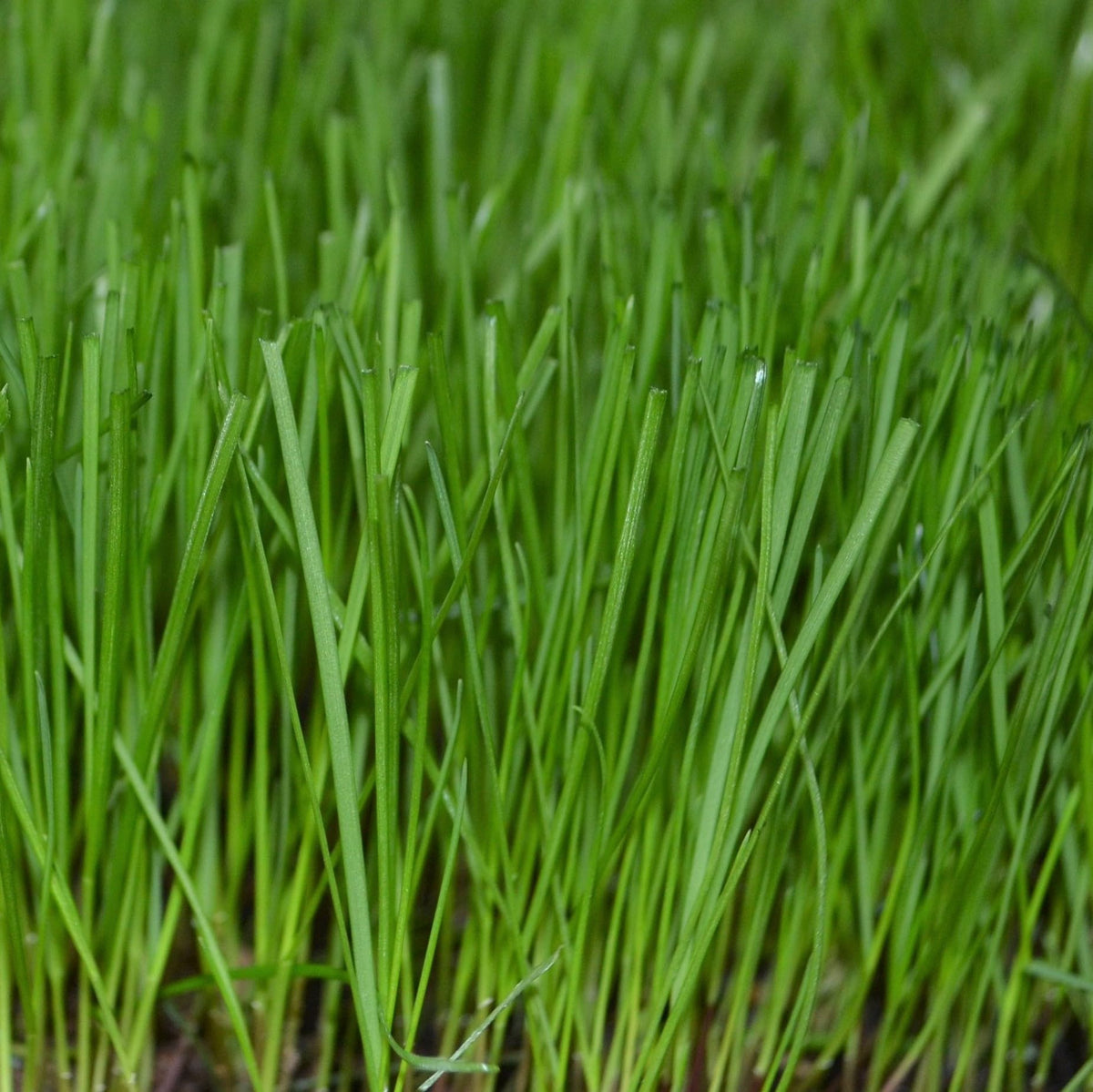 Overseeding warm-season grasses with Trifecta II in cooler months.