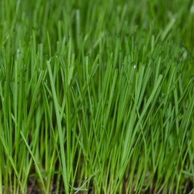 Overseeding warm-season grasses with Trifecta II in cooler months.