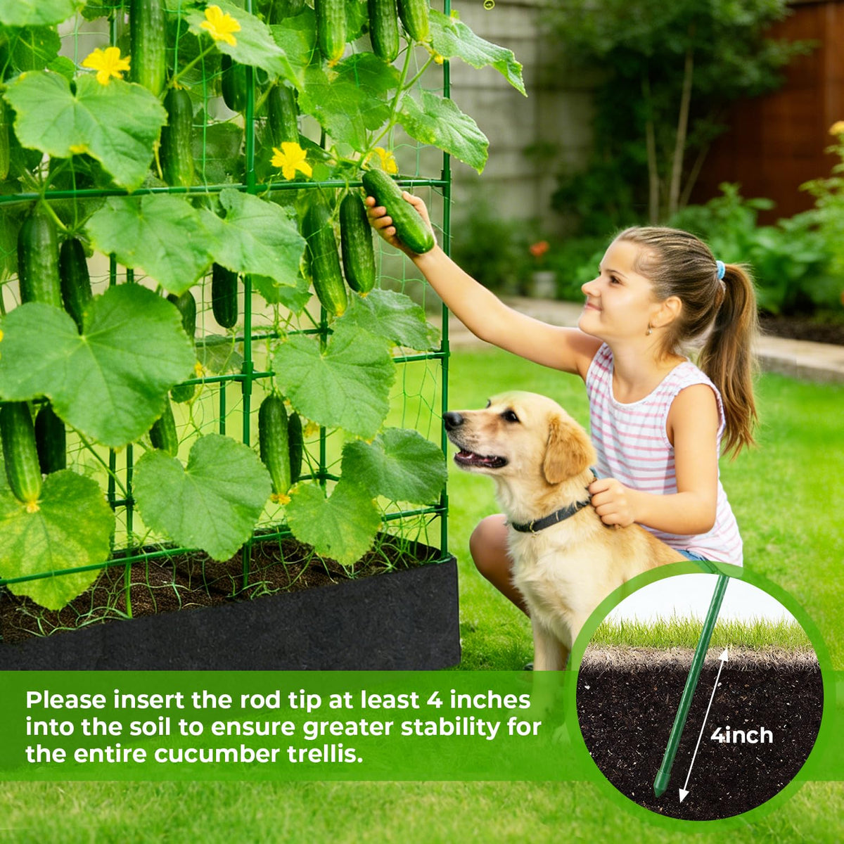 Versatile plant support for cucumbers, peas, tomatoes, grapes, and more climbers.
