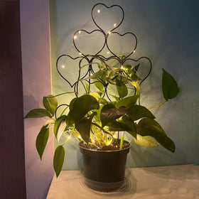 Trlzey Pot Trellis Setup provides sturdy support for potted plants.