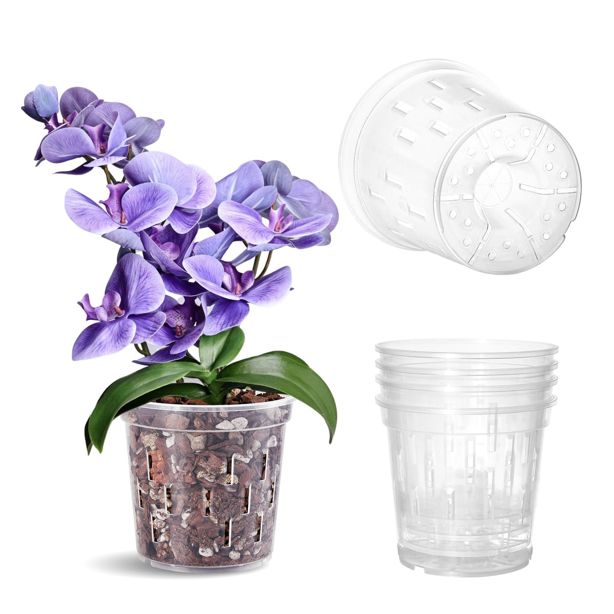 TRUEDAYS 5-inch clear orchid pot with drainage holes for healthy roots.