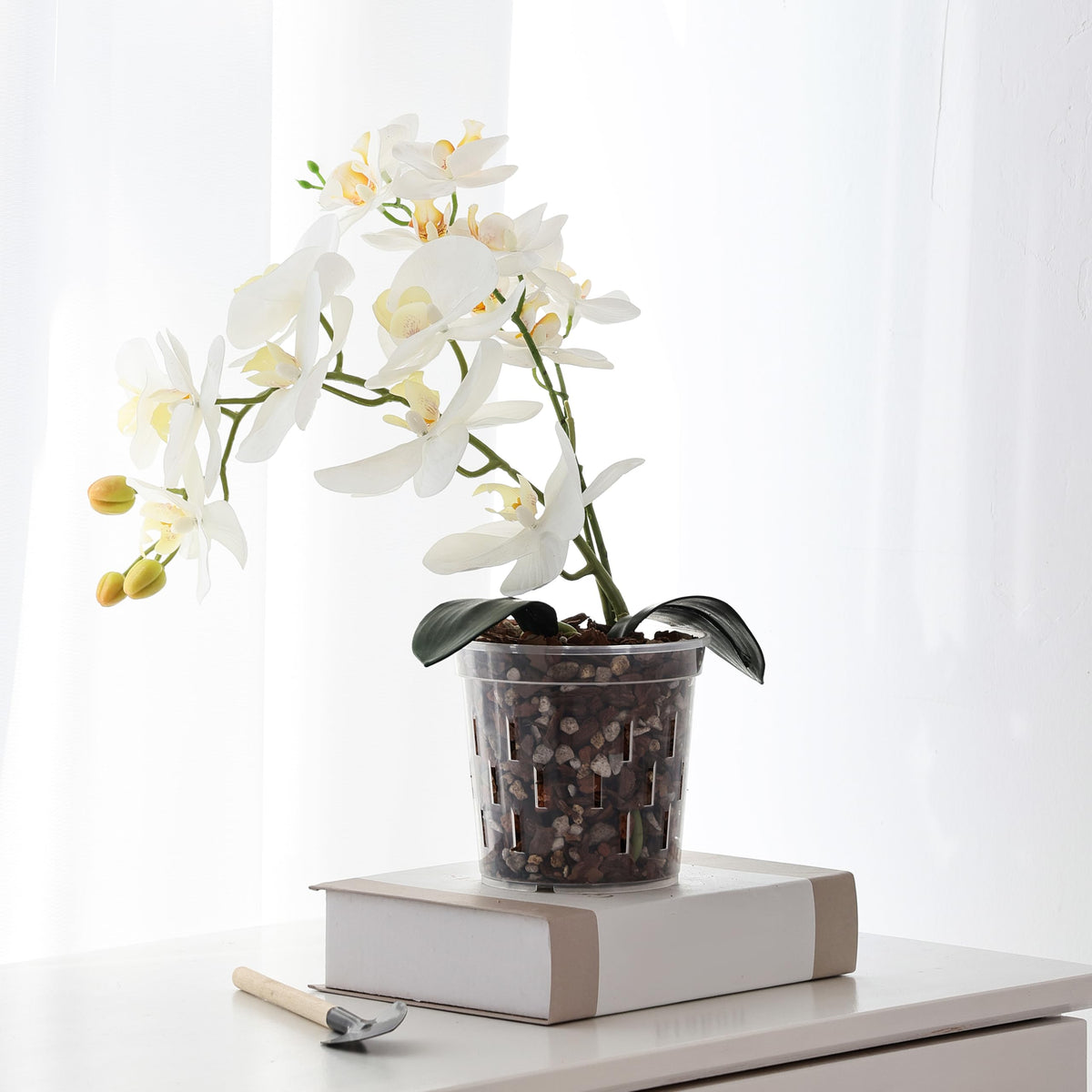TRUEDAYS 6-inch easy-repotting pot helps manage root health.