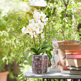 TRUEDAYS clear pot suited for indoor or outdoor plant setups.