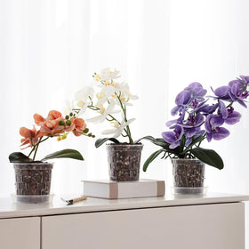 TRUEDAYS orchid pot indoor-outdoor versatility for balconies and homes