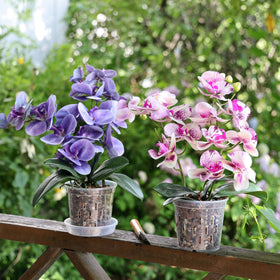 TRUEDAYS indoor-outdoor pots suitable for balcony or greenhouse displays