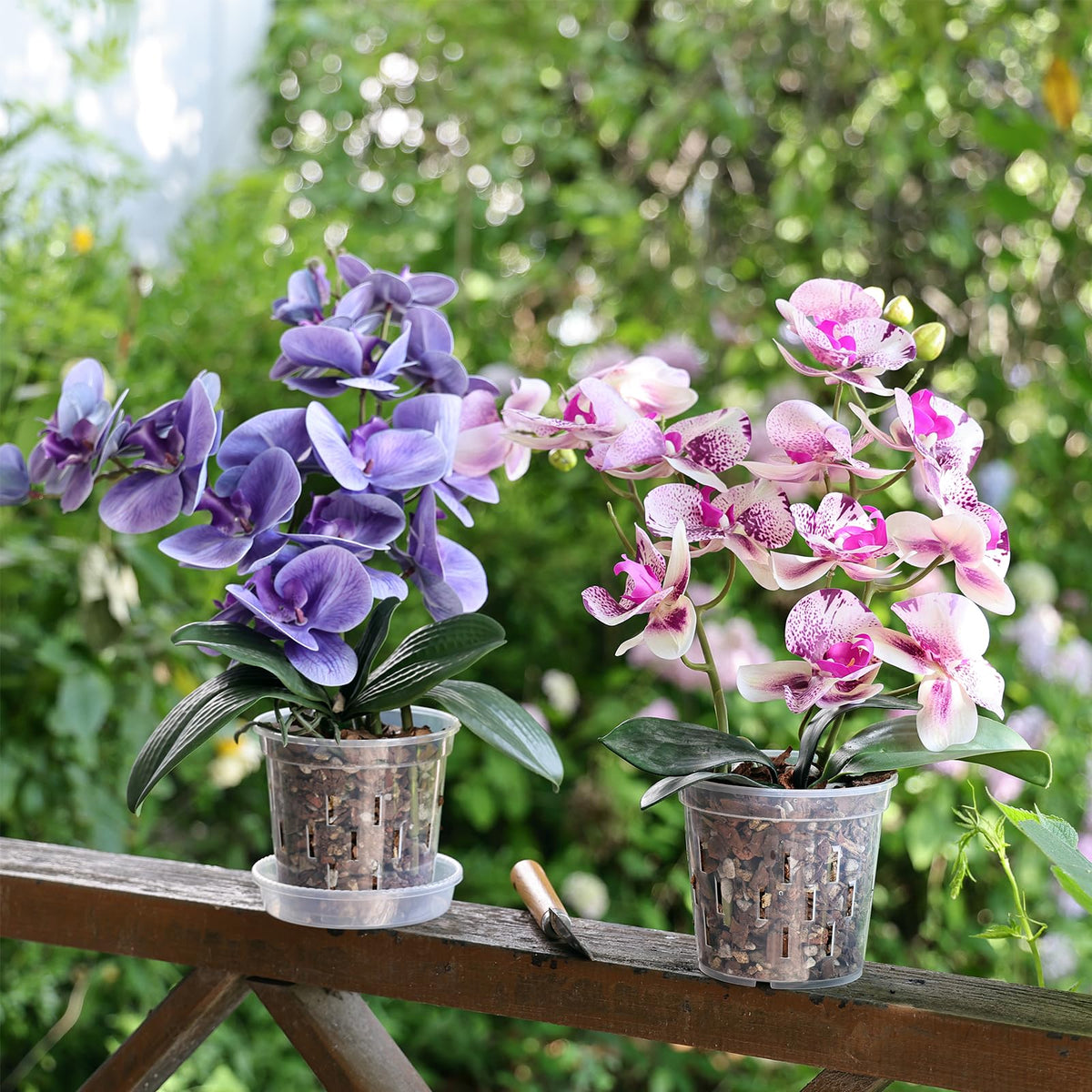 TRUEDAYS orchid pot demonstration of repotting process for easy maintenance.