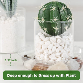 TRUEDAYS plant saucers 12inch clear ideal for bigger planters and patio displays.