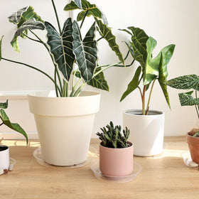 TRUEDAYS plant saucers allow decorative rocks to show through for décor.
