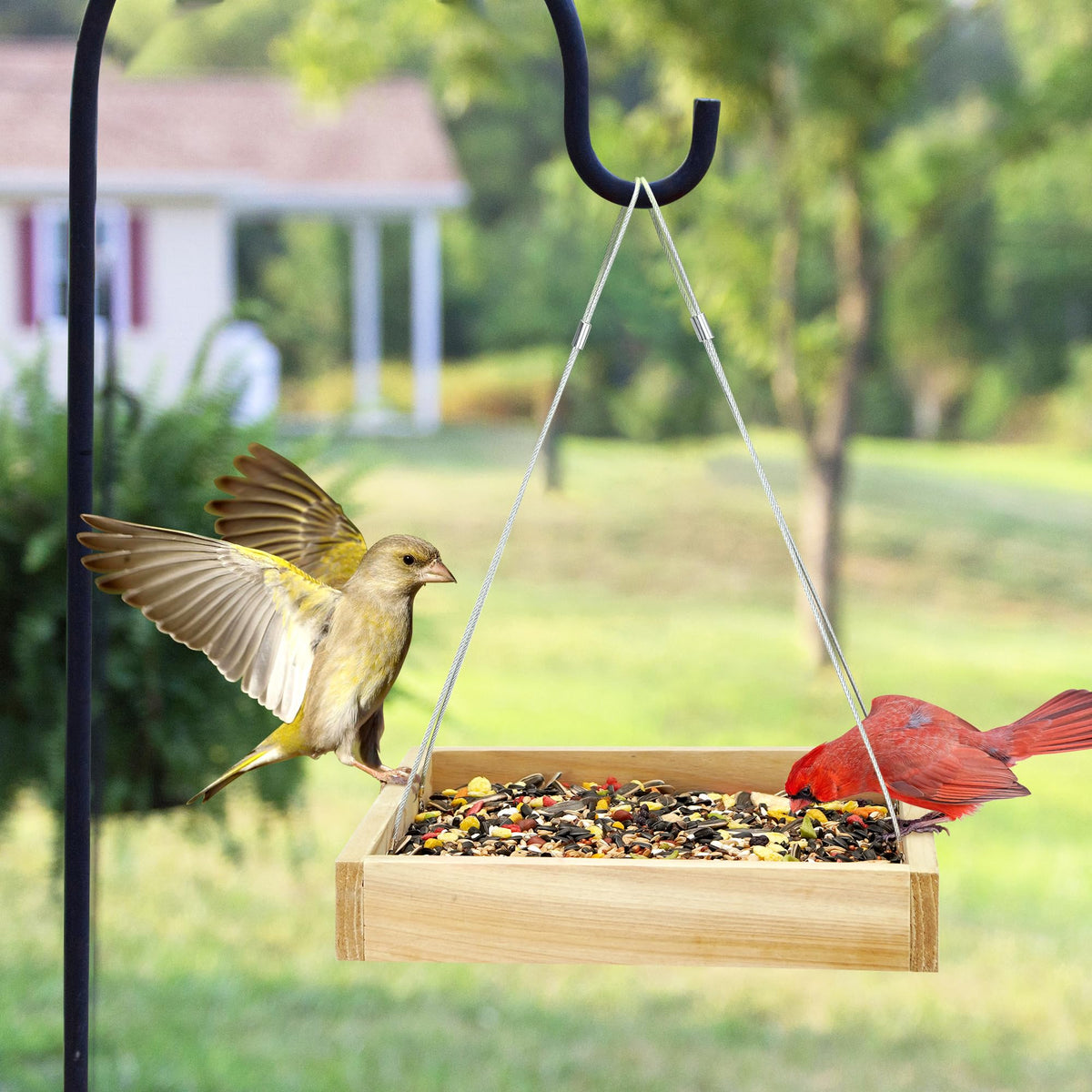 TT Nature Platform Bird Feeder four-chain stability keeps birds centered and balanced.
