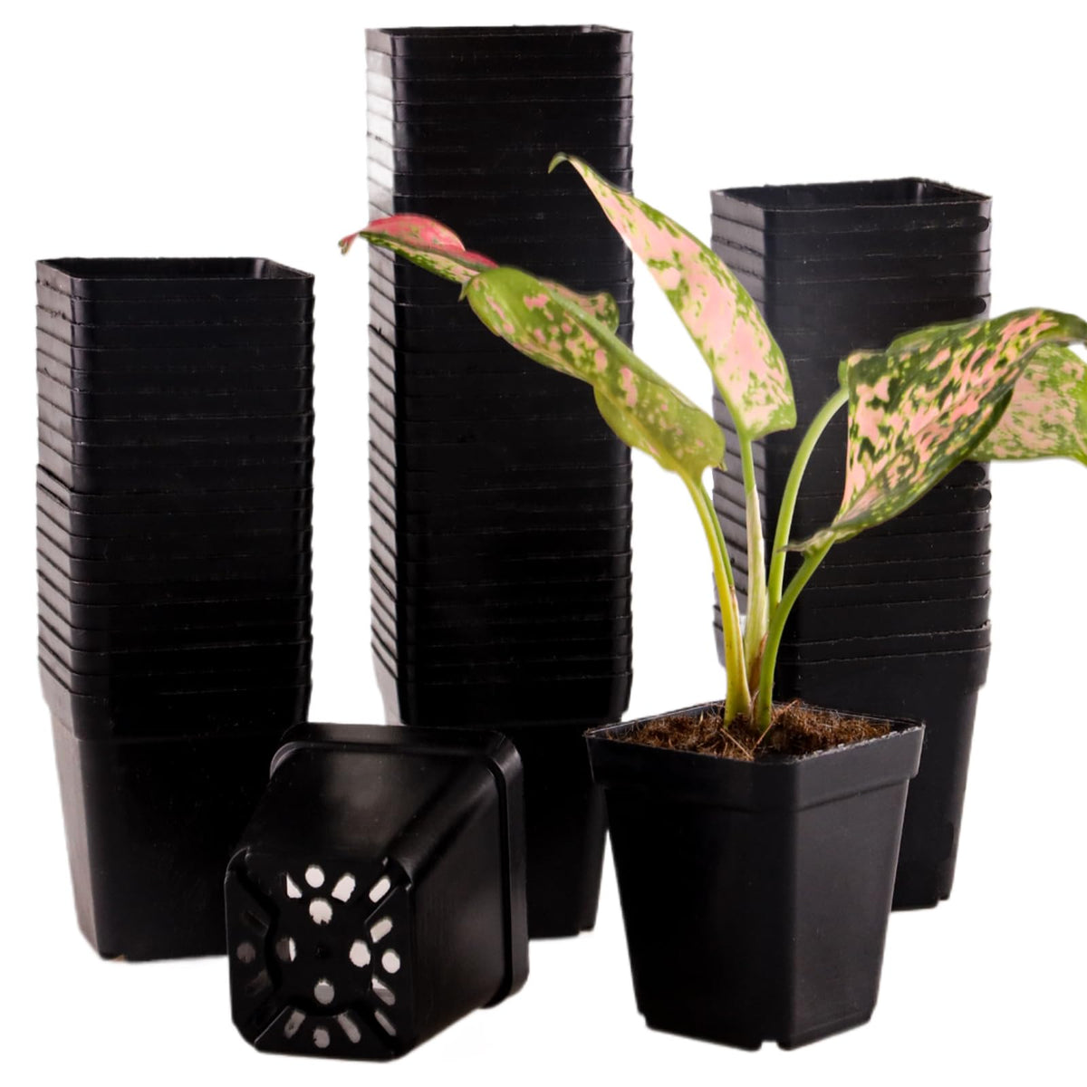 Tulpeed 150-pack square nursery pots for seed starting and organized plant setup