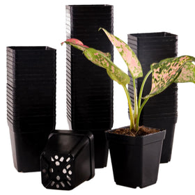 Tulpeed 150-pack square nursery pots for seed starting and organized plant setup