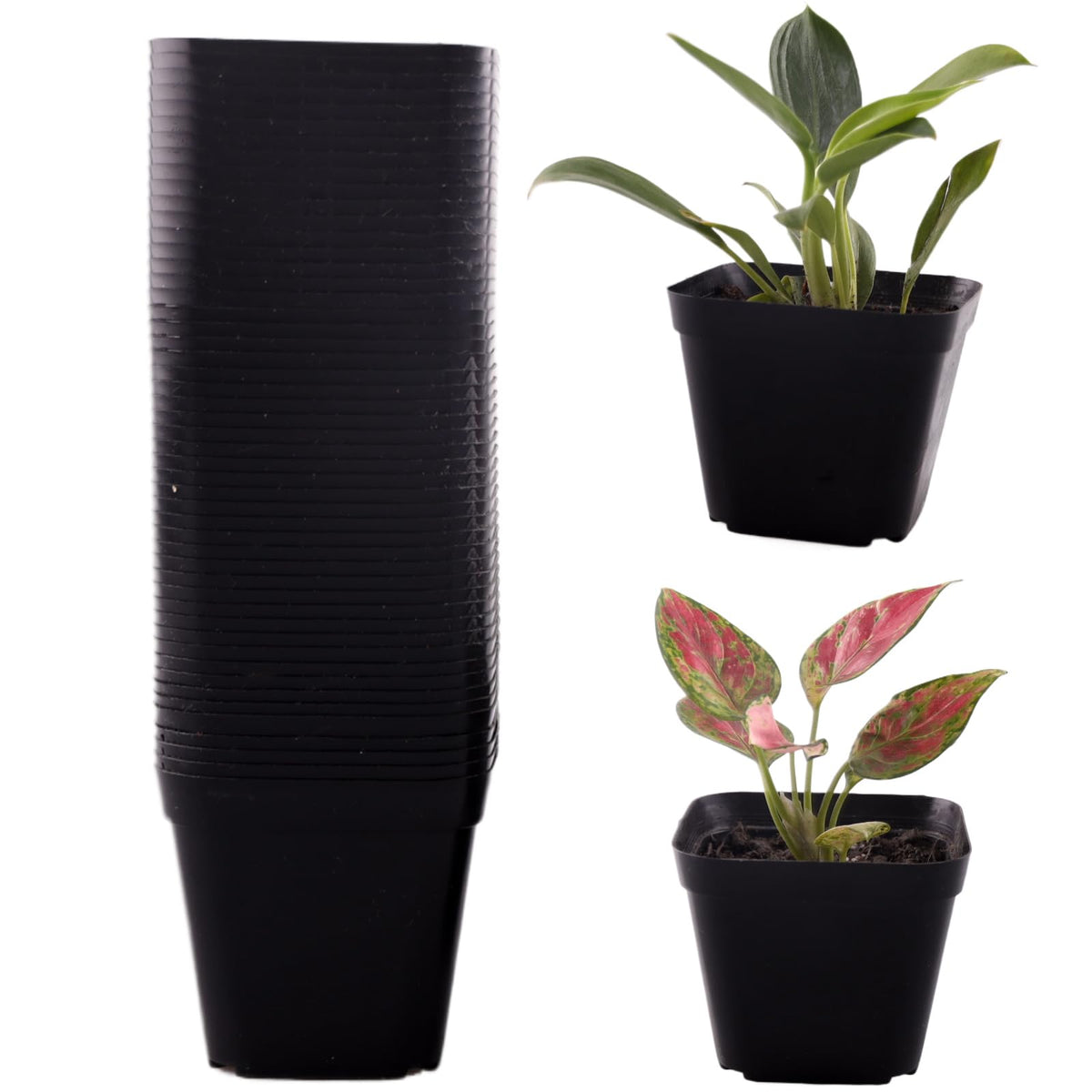 Tulpeed 50-pack square nursery pots with drainage holes support healthy root airflow.