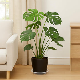 Tulpeed plastic plant saucer set in white complements pots while reducing spills.