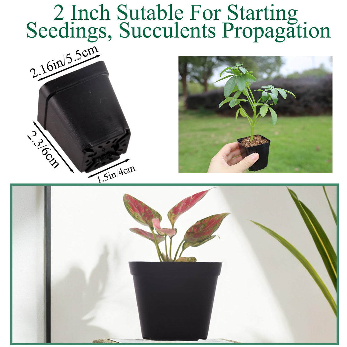 Tulpeed square 2-inch pots with drainage for healthy root development