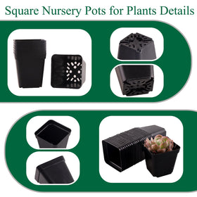 Tulpeed square design pots provide stable placement for upright seedlings.