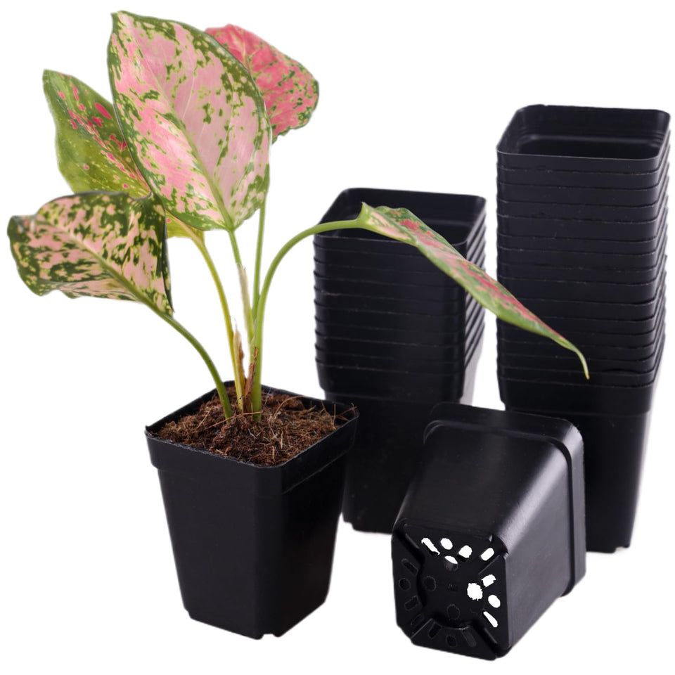 Tulpeed square 2-inch nursery pot for seedling propagation