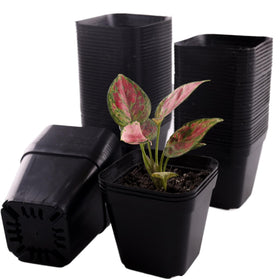 Tulpeed square 4-inch nursery pots with drainage holes for sturdy starts.