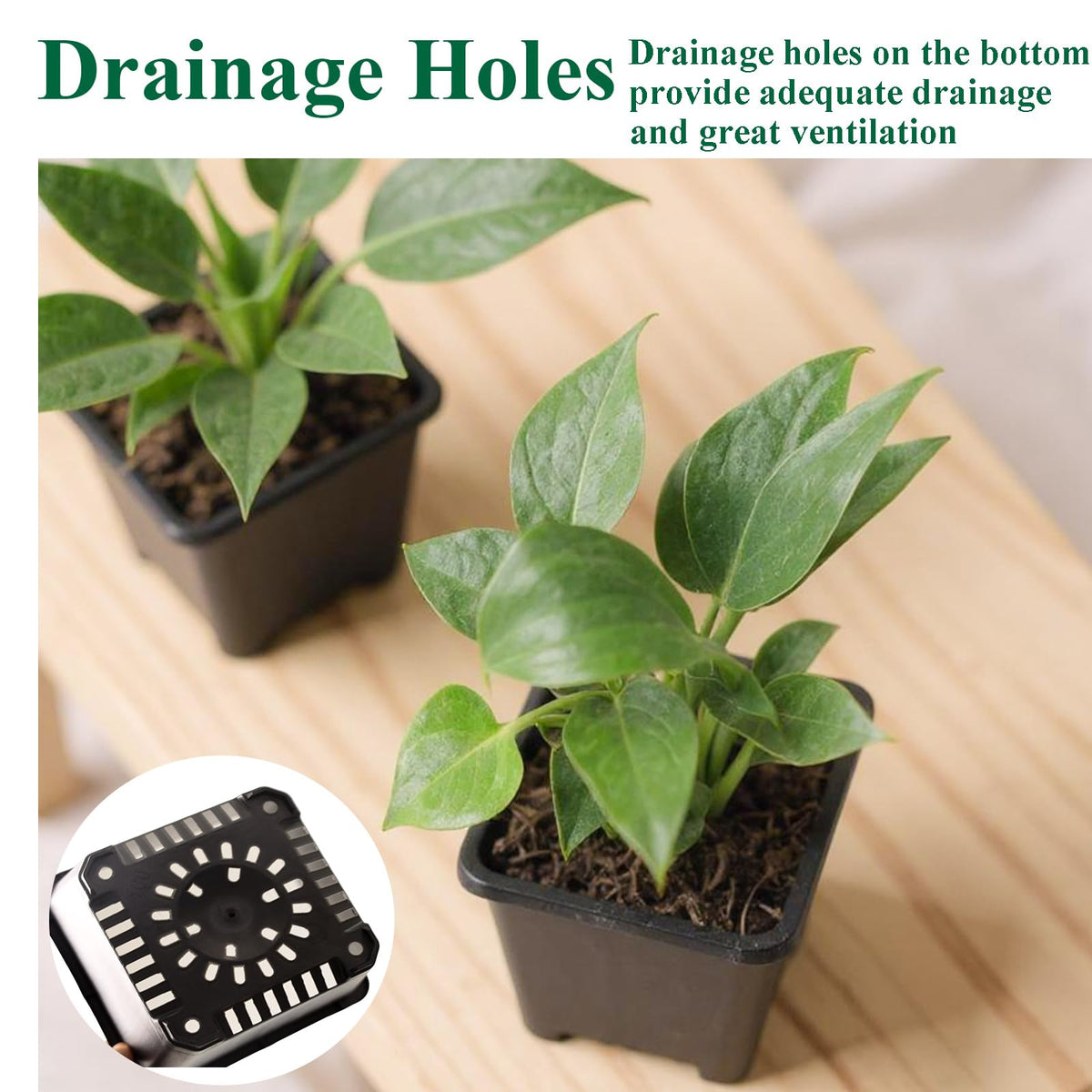 Tulpeed versatile pots ideal for succulents, herbs, and flowers.