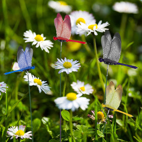 Tuxiaobu breeze-swinging dragonflies add dynamic motion
