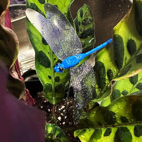 Tuxiaobu plastic and stainless steel dragonflies for outdoor use