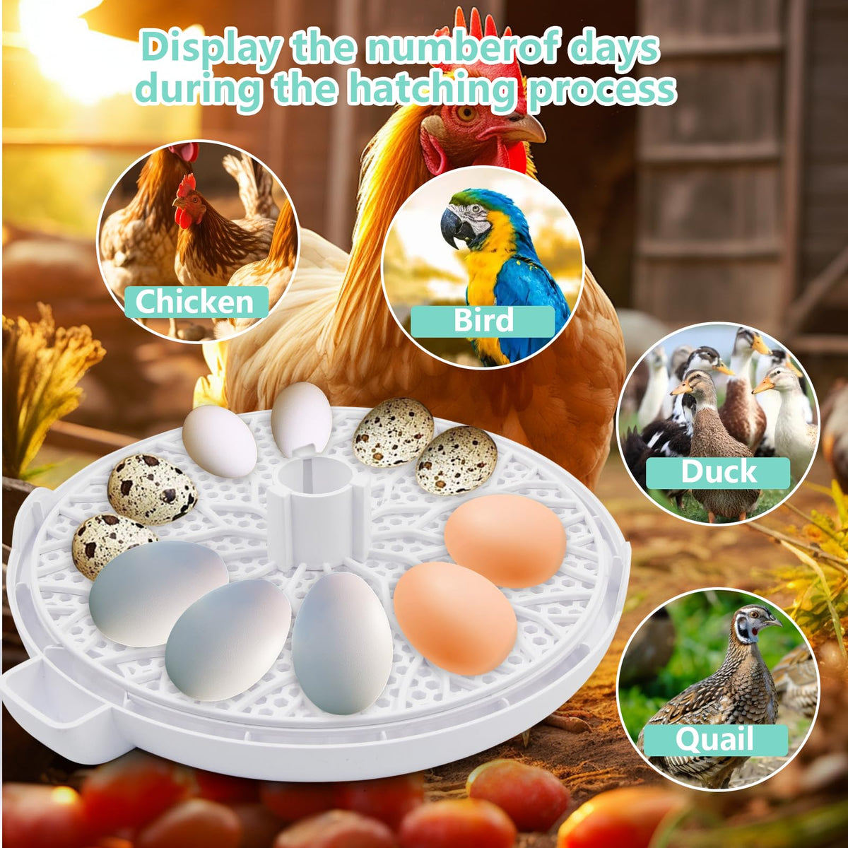 TWIZMO 360-Degree View Clear Window for easy inspection during incubation.