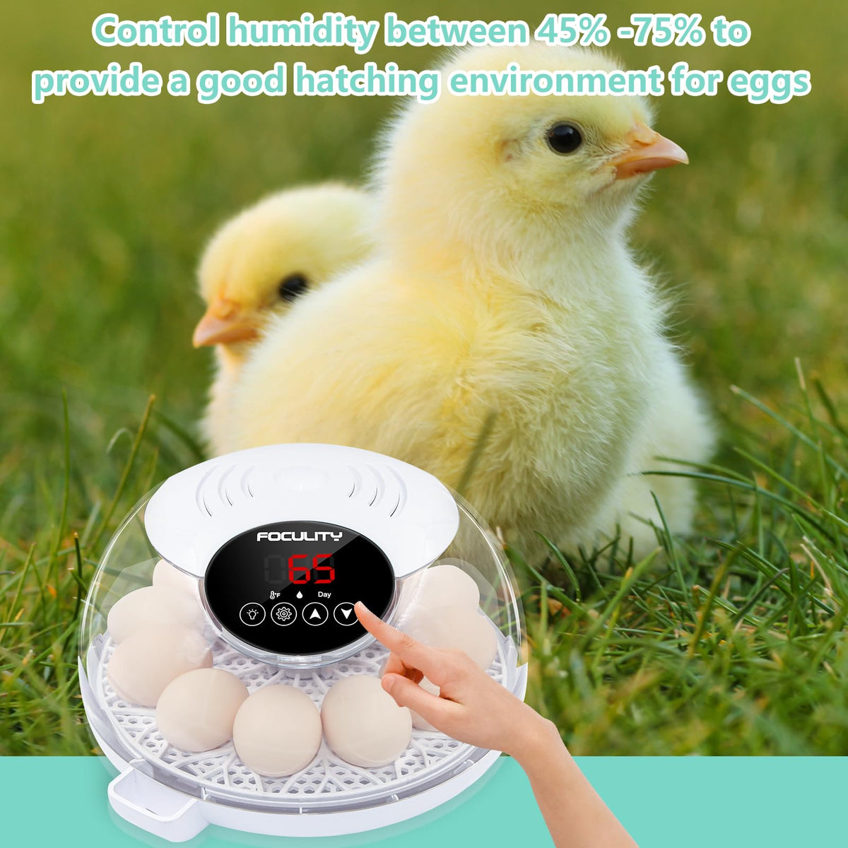 TWIZMO Clear Window Interior View highlights embryo progress before hatch.