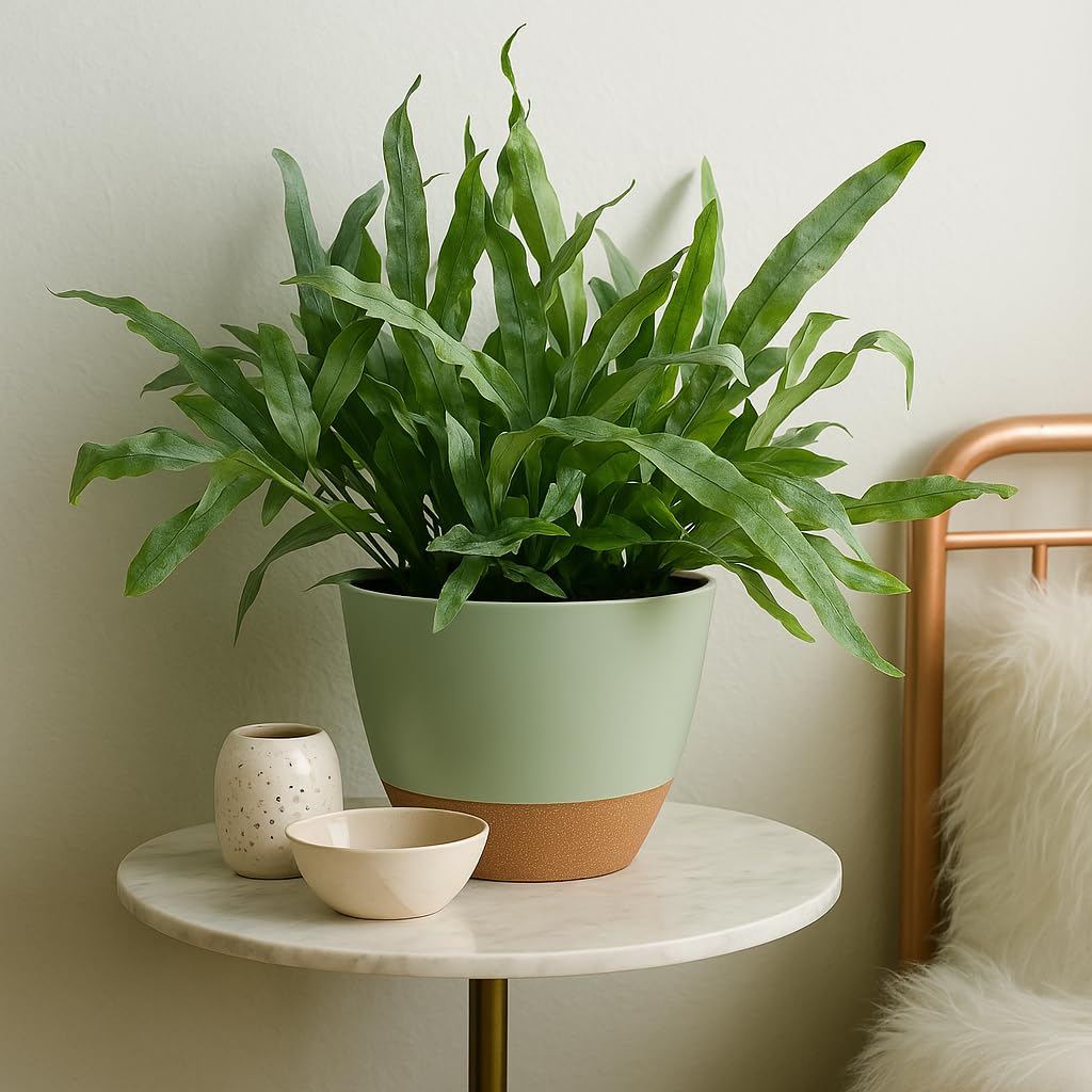 TYMENSH 10-inch pot in the 3-piece set ideal for herbs and compact plants